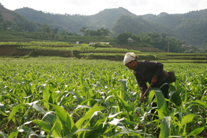 Phát huy lợi thế về đất đai, nguồn nhân lực, huyện Tân Lạc đã mở rộng diện tích vùng trồng ngô hàng hóa cho năng suất bình quân từ 40 - 50 tạ/ha, năm 2013 sản lượng ước đạt 18.453 tấn. Ảnh chụp tại xã Quyết Chiến.

